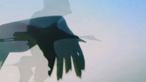 Журавли.Cranes.Mira Senturk. Мира Шентюрк.Мирослава Терещук