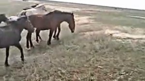 лошади казахской породы. на жайлау