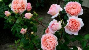 Роза,, Абрахам Дерби,, - моя первогодка.