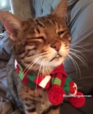 Кот желает всем счастливых праздников