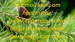 Лиственница. Рецепты народной медицины.
