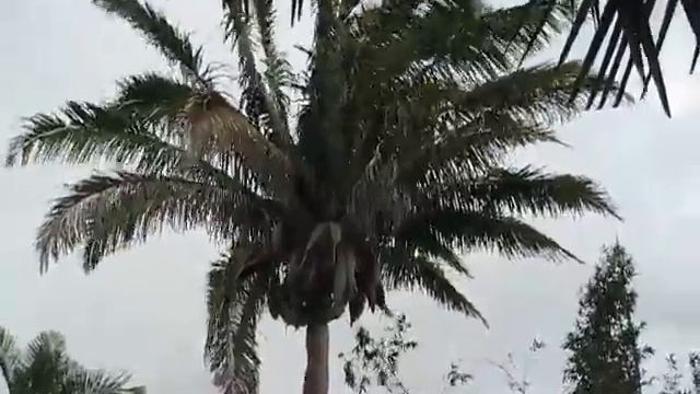 Attalea butyracea Palm at Fairchild Miami смотреть онлайн