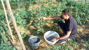 ОТСЫХАЮТ ЗАВЯЗИ НА ОГУРЦАХ? СРОЧНО СДЕЛАЙТЕ ЭТУ ПОДКОРМКУ