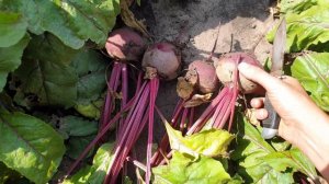 Свекла Кестрел.Осмотр поля 13Га