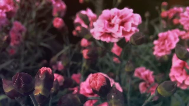 24 июня народный праздник Варфоломеев день. Что нельзя делать.Народные традиции и приметы и суевери смотреть онлайн