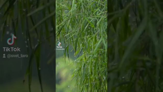 Звук дождя в лесу и щебет птиц для засыпания, приятного сна и медитации смотреть онлайн