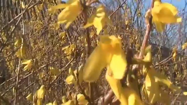 Цветёт форзиция 5 апреля смотреть онлайн