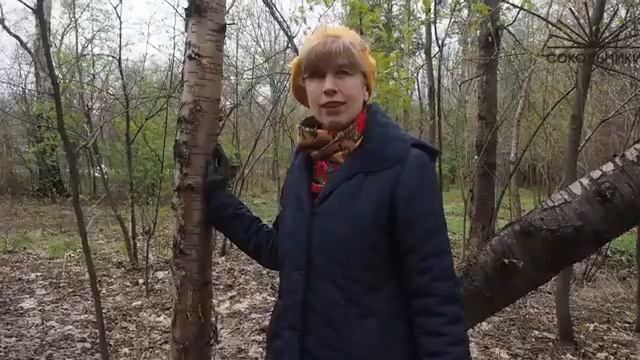 Видеолекции из Большого розария: черемуха обыкновенная