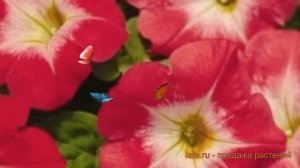 Петуния мультифлора Селебрити Ред Морн ? обзор: как сажать, семена петунии Селебрити Ред Морн