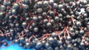 Бузина. Польза и вред. Что можно приготовить