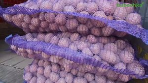 Картофель Беллароза Описание Сорта Фото Отзывы