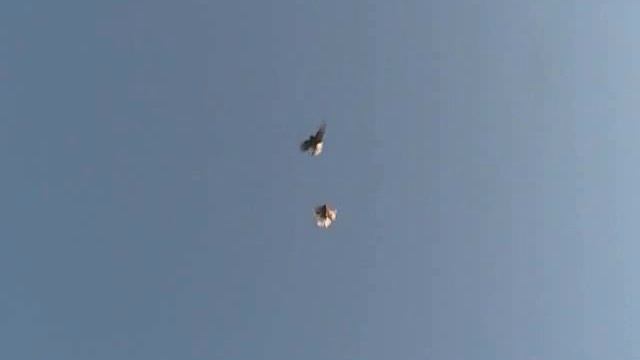 Николаевские голуби Мелитопольские красивые! смотреть онлайн