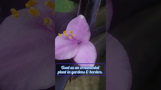 #Purple heart#Tradescantia pallida#purple secretia#purple queen#ornamental plant;improve air qualit