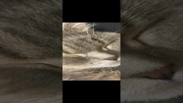 Пуша спит / Pusha is sleeping