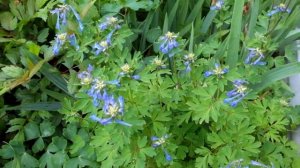 Хохлатка высокая (Corydalis elata)