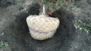Выкопка крупномеров
