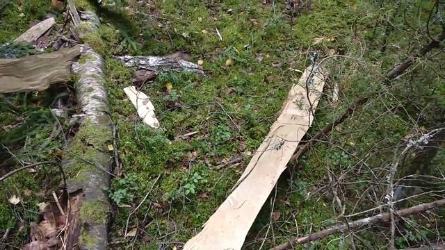 Ветер поломал березу как спичку смотреть онлайн