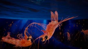 Happy Feet Two, HD, Under Pressure, Rhythm Nation