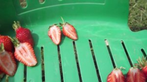 Какой сорт клубники вкуснее. Сравнение сортов.