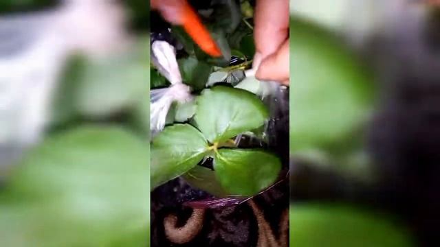 Наконец-то купила рассаду самой модной земклубники "Купчиха".А Клубнику Мальгу прислали с ягодой.