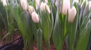 Тюльпаны сорт Update .Tulipa Update .