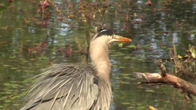 Heron Eats Frog. Цапля ест лягушку (2370sp) смотреть онлайн