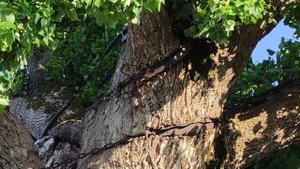 Тюльпановое дерево Сочи