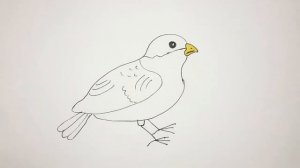 Как нарисовать воробья - How to draw a sparrow
