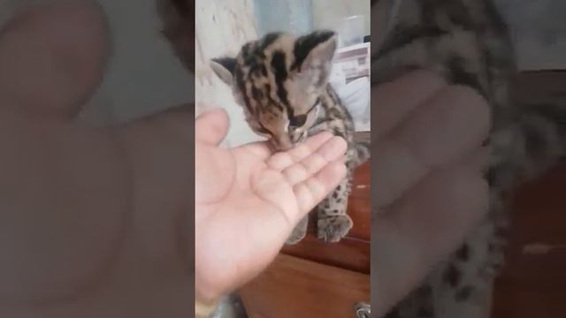 Маленький Оцелот мурчит.Kitten Otskuelota.