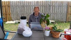 ? Орхидея на гидропонике ?  Пересадка на гидропонику и/или работа над ошибками.