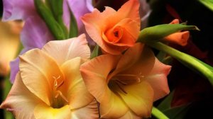 Величественные цветы гладиолусов