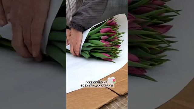 Тюльпаны оптом. Банчи по 50 штук #выгонкатюльпанов #бизнеснацветах #выгонка #цветы #тюльпаны