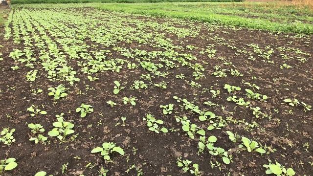 Рожь как сидерат. Сидераты осенью смотреть онлайн