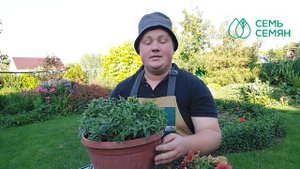 КАК УЛУЧШИТЬ ЦВЕТЕНИЕ ПЕТУНИЙ В РАЗЫ! ПРАВИЛА ОБРЕЗКИ!