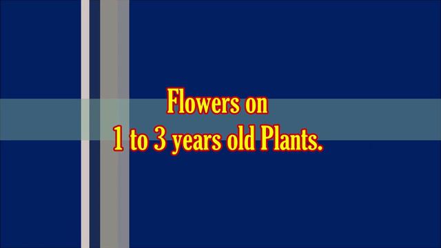 How to Grow Pomegranate in Pot: How to Care for a Pomegranate Tree смотреть онлайн