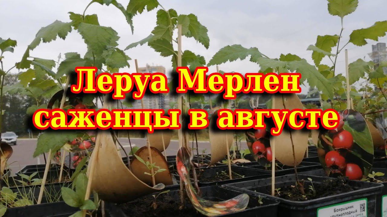 Леруа Мерлен саженцы, товары для дачи в уличном павильоне