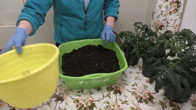 ТОМАТЫ РАСТУТ КАК НА ДРОЖЖАХ! ПЕРЕСАЖИВАЮ В БОЛЬШИЙ ОБЪЕМ. СОСТАВ ГРУНТА И ЧЕМ ОБЯЗАТЕЛЬНО ПРОЛИВАЮ смотреть онлайн