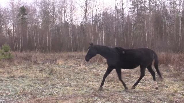 дачный поселок Финеев Луг.