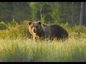 Медведь на овсах