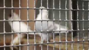 КОЛЛЕКЦИЯ РЕДКИХ ПОРОД ГОЛУБЕЙ. ПРОДАЖА#продажа#голуби#коллекция#sale#pigeon