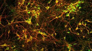 Как работает мозг