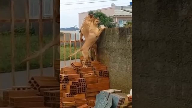 Самые смешные видео 2022 ?