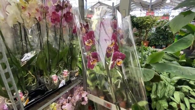 ОБИ ШИКАРНЫЙ ЗАВОЗ ОРХИДЕЙ, АЖ ДВЕ БАБОЧКИ ПРИЛЕТЕЛИ смотреть онлайн