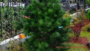 Сосна лейкодермис Компакт Джем (pinus compact gem) ? обзор: как сажать, саженцы сосны Компакт Джем