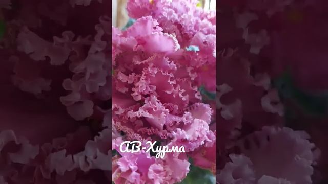 фиалки по сортам #домашниецветы #фиалки