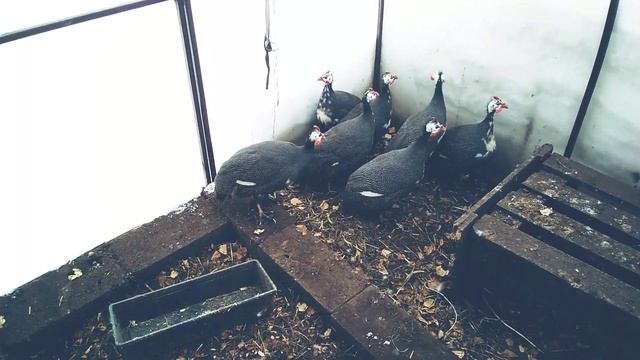 #ЦЕСАРКИ Стоит ли заводить цесарок? Мой опыт содержания. Плюсы и минусы разведения
