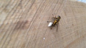 Как муха-журчалка откладывает яйца