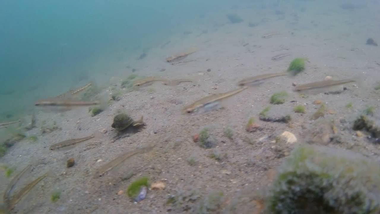 Подводная съемка на реке Ангара - Камера Panasonic HX-A1M смотреть онлайн