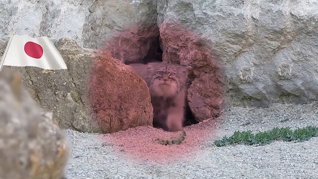 Манулы: японская версия смотреть онлайн