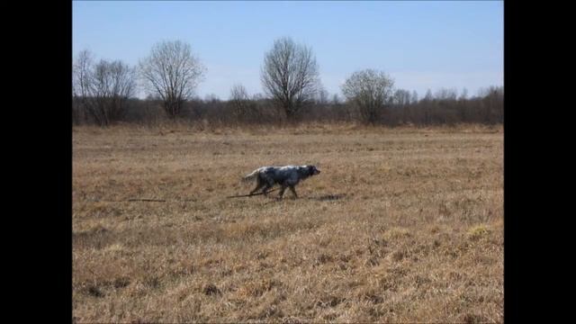 Английский сеттер Бенели смотреть онлайн